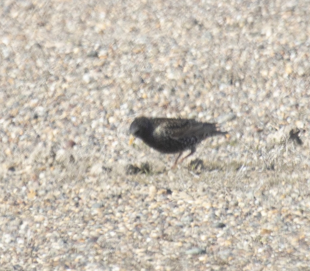 European Starling - ML640382840