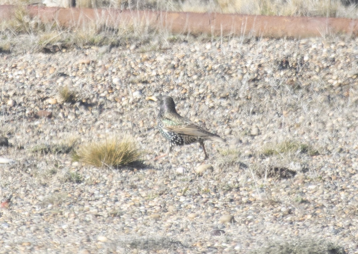 European Starling - ML640382841