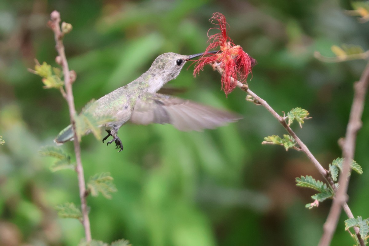 Costa's Hummingbird - ML640382845