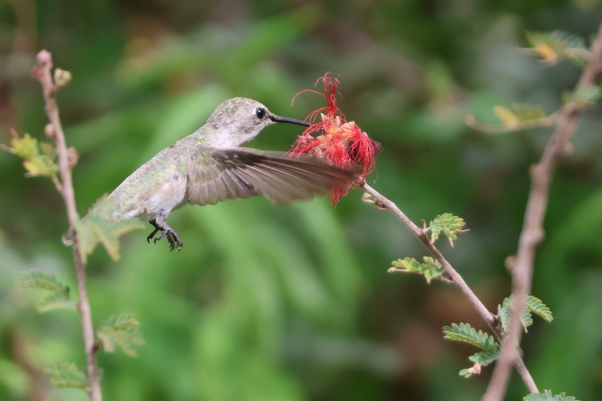 Costa's Hummingbird - ML640382851