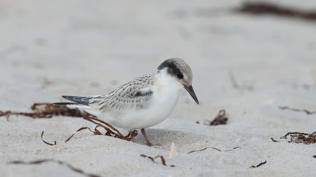 Least Tern - ML640382861