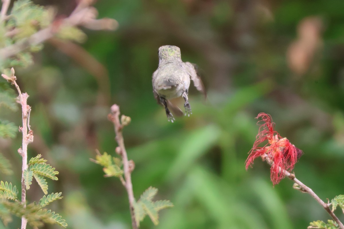 Costa's Hummingbird - ML640382869