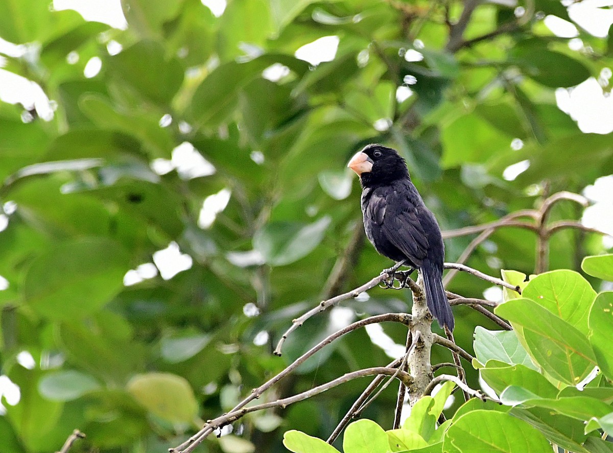 Nicaraguan Seed-Finch - ML640382870
