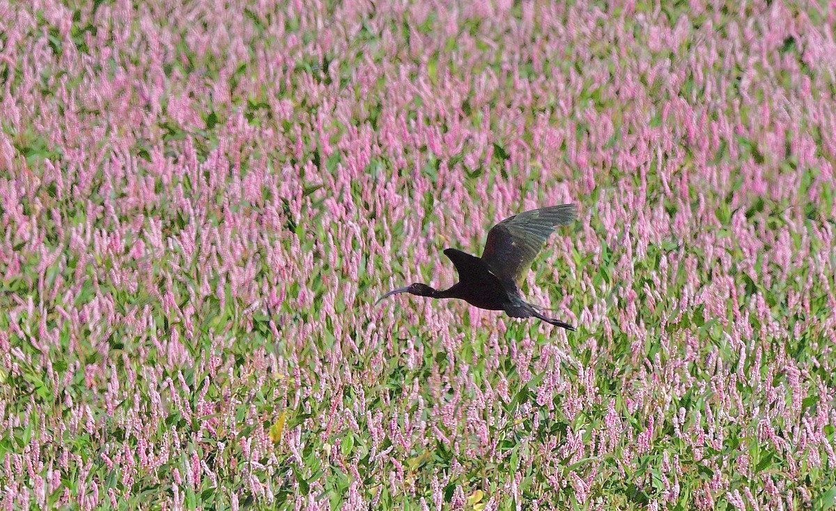 カオジロブロンズトキ - ML640382872
