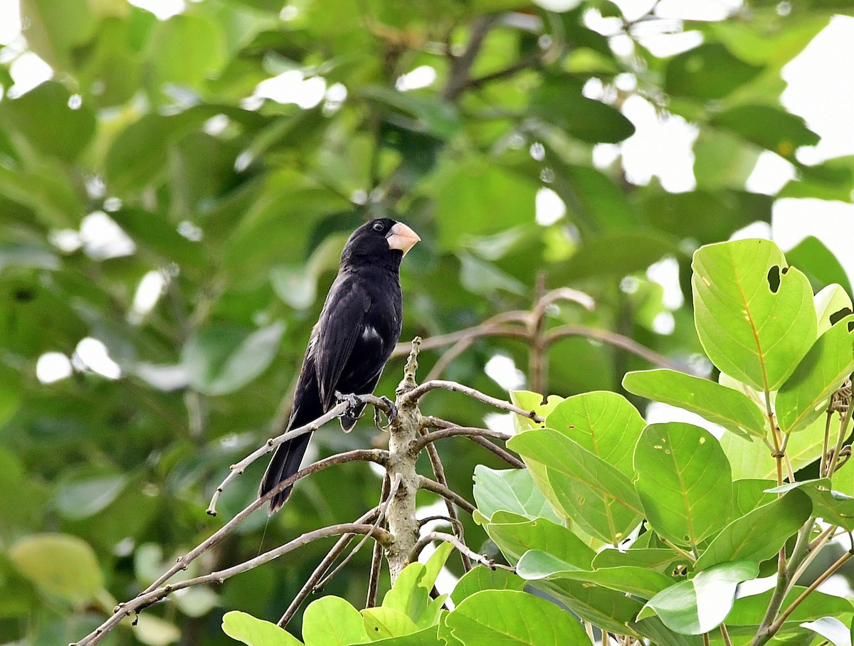 Nicaraguan Seed-Finch - ML640382876