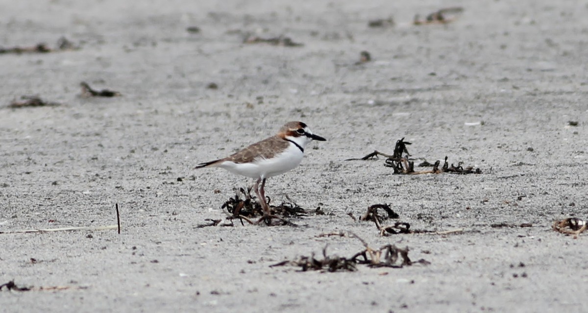 Collared Plover - ML640382878