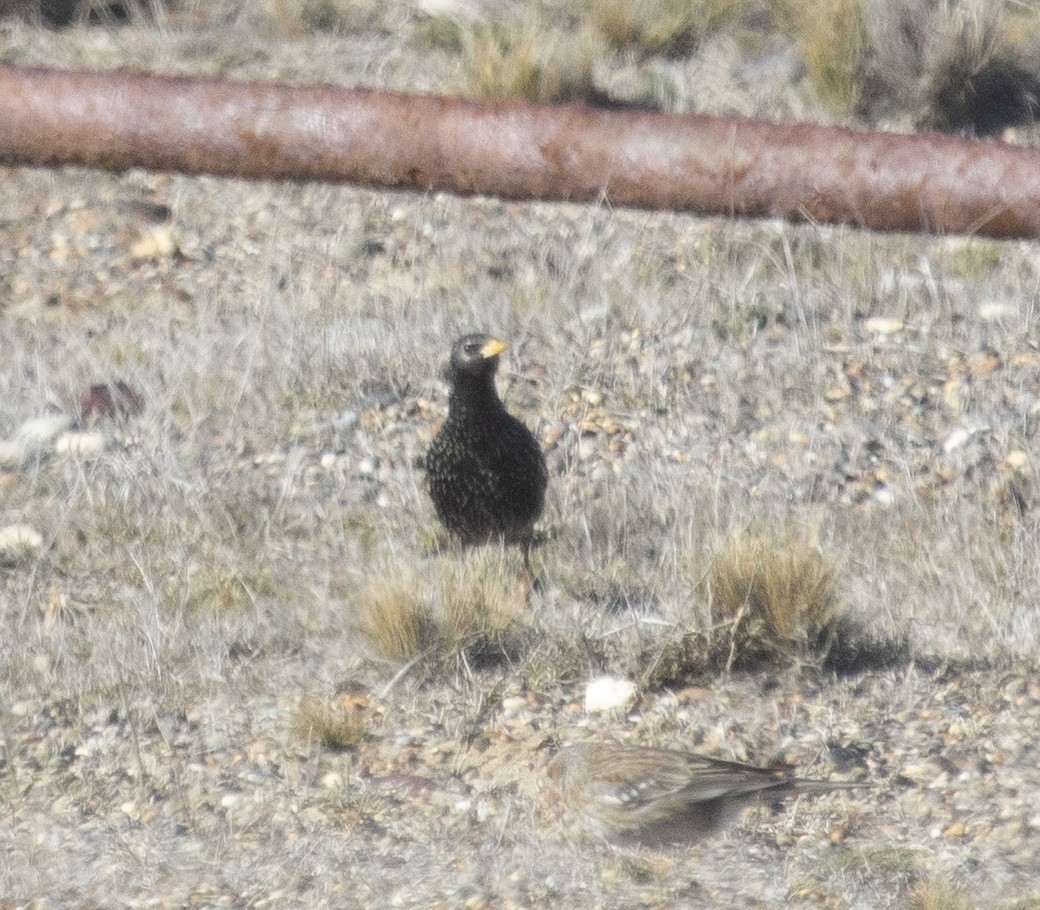 European Starling - ML640382907