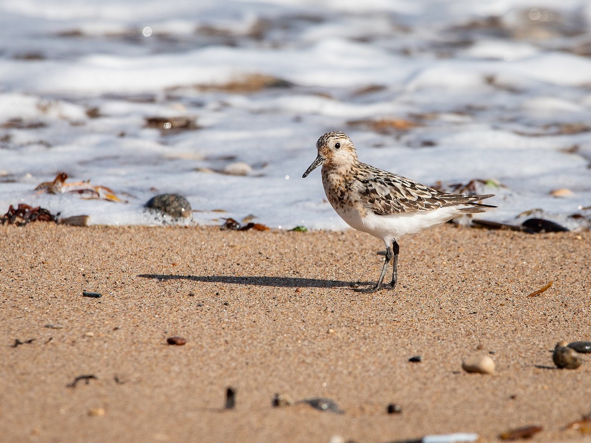 Sanderling - ML640382937