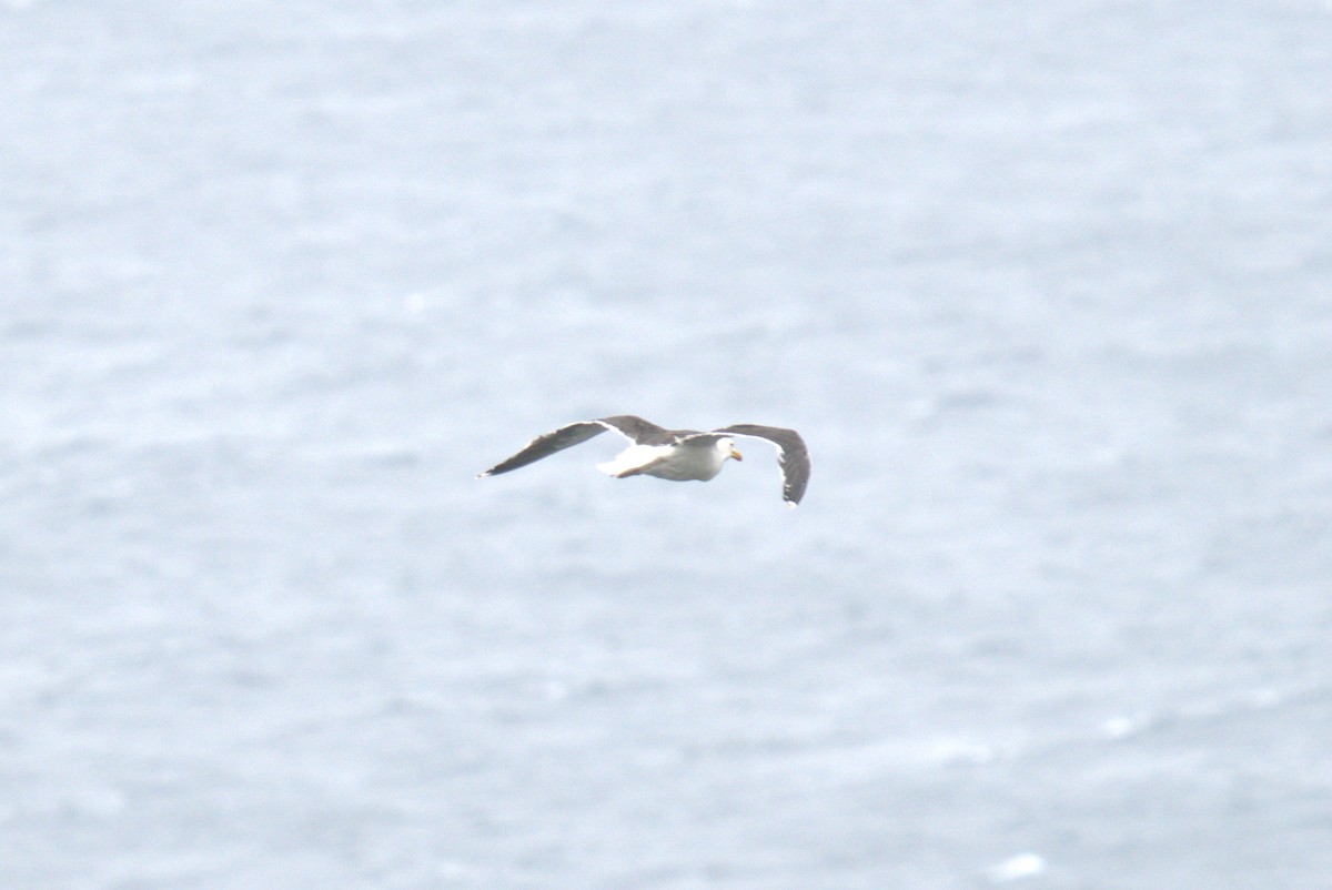Great Black-backed Gull - ML640382951