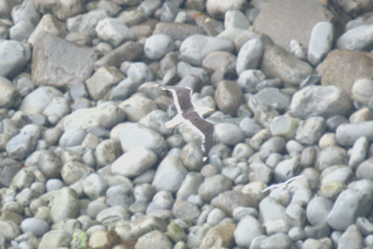 Great Black-backed Gull - ML640382952