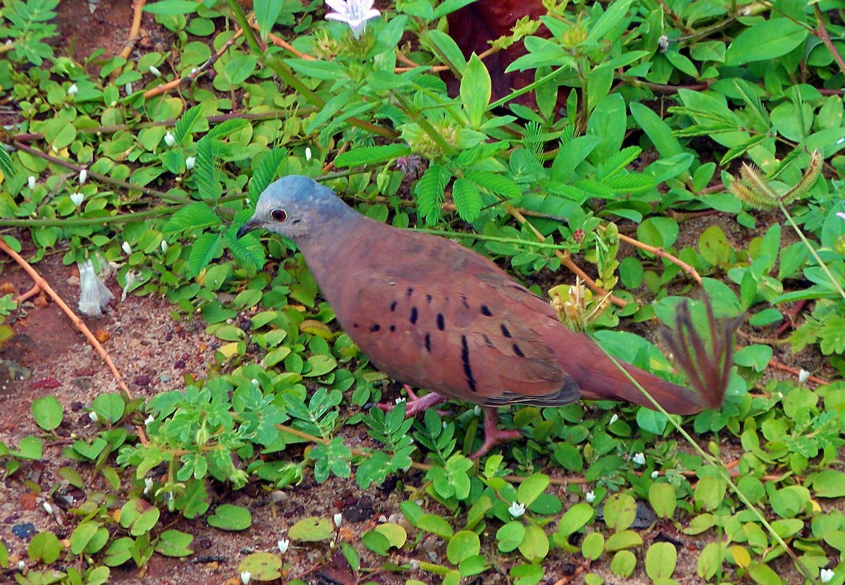 Ruddy Ground Dove - ML640382975