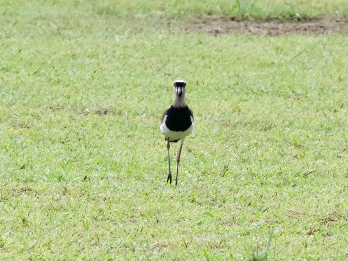 Southern Lapwing - ML640383012