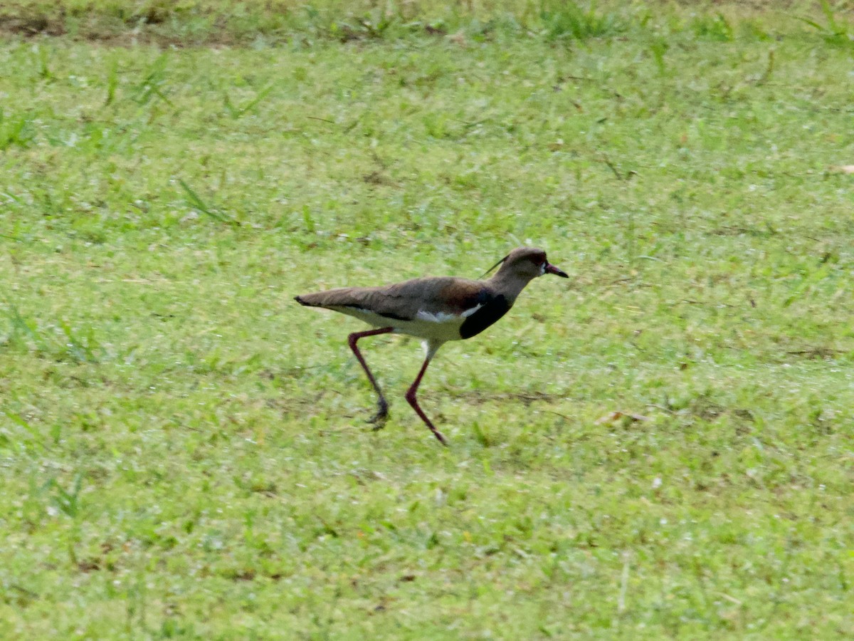 Southern Lapwing - ML640383013