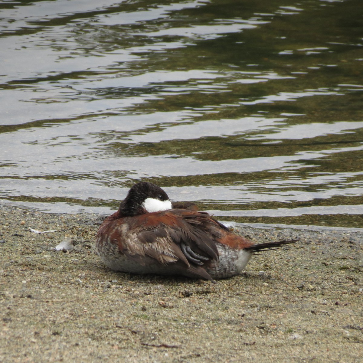 アカオタテガモ - ML640383045