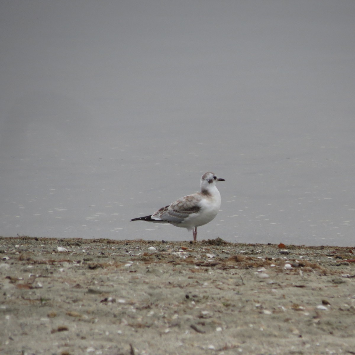 ボナパルトカモメ - ML640383059