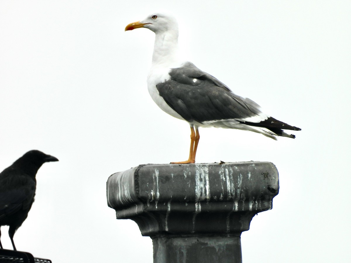 Yellow-legged Gull - ML640383061