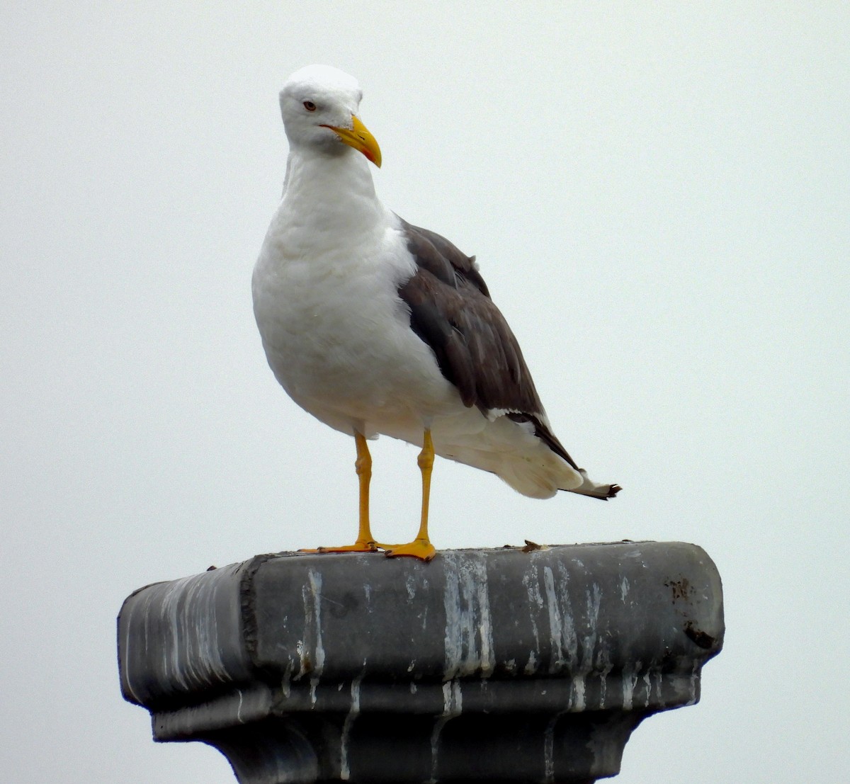 Yellow-legged Gull - ML640383062