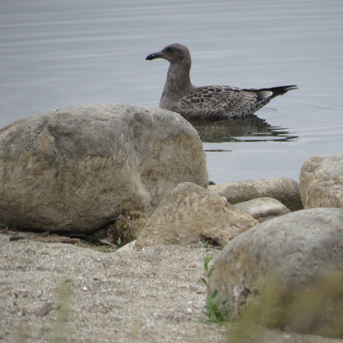 アメリカオオセグロカモメ - ML640383081