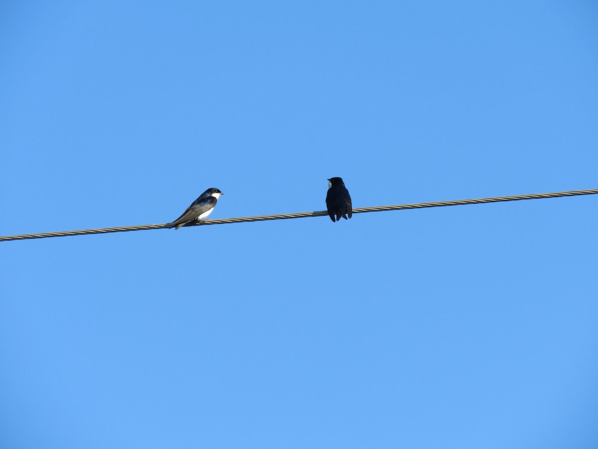 Blue-and-white Swallow - ML640383093