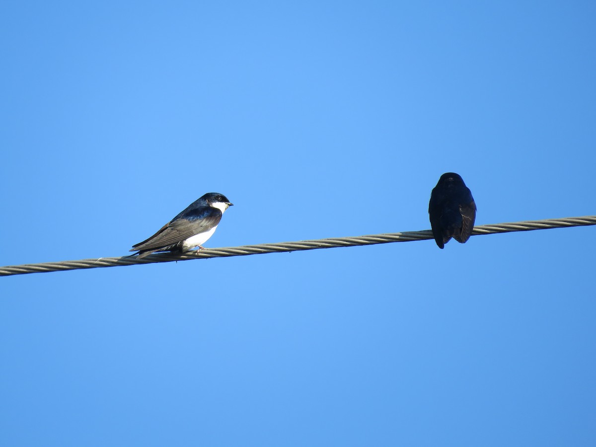 Blue-and-white Swallow - ML640383094