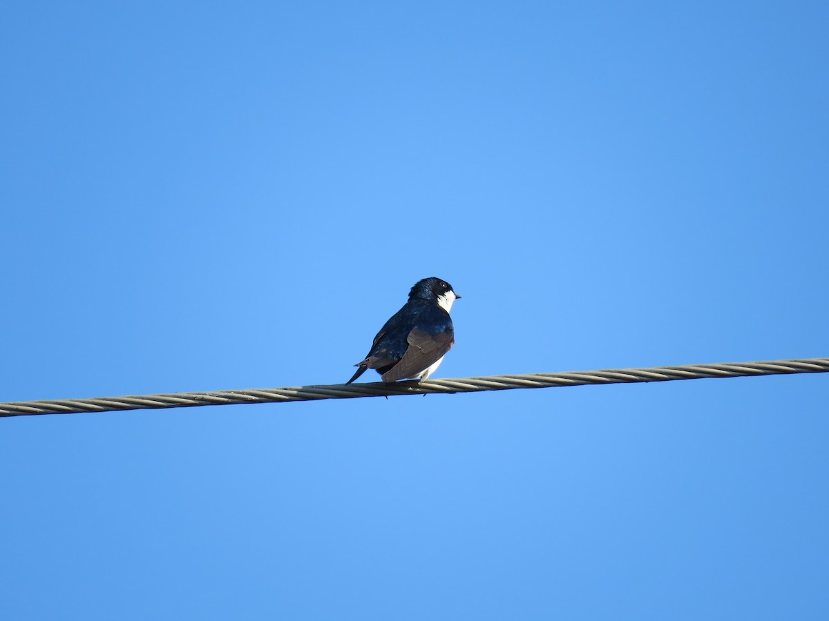 Blue-and-white Swallow - ML640383095