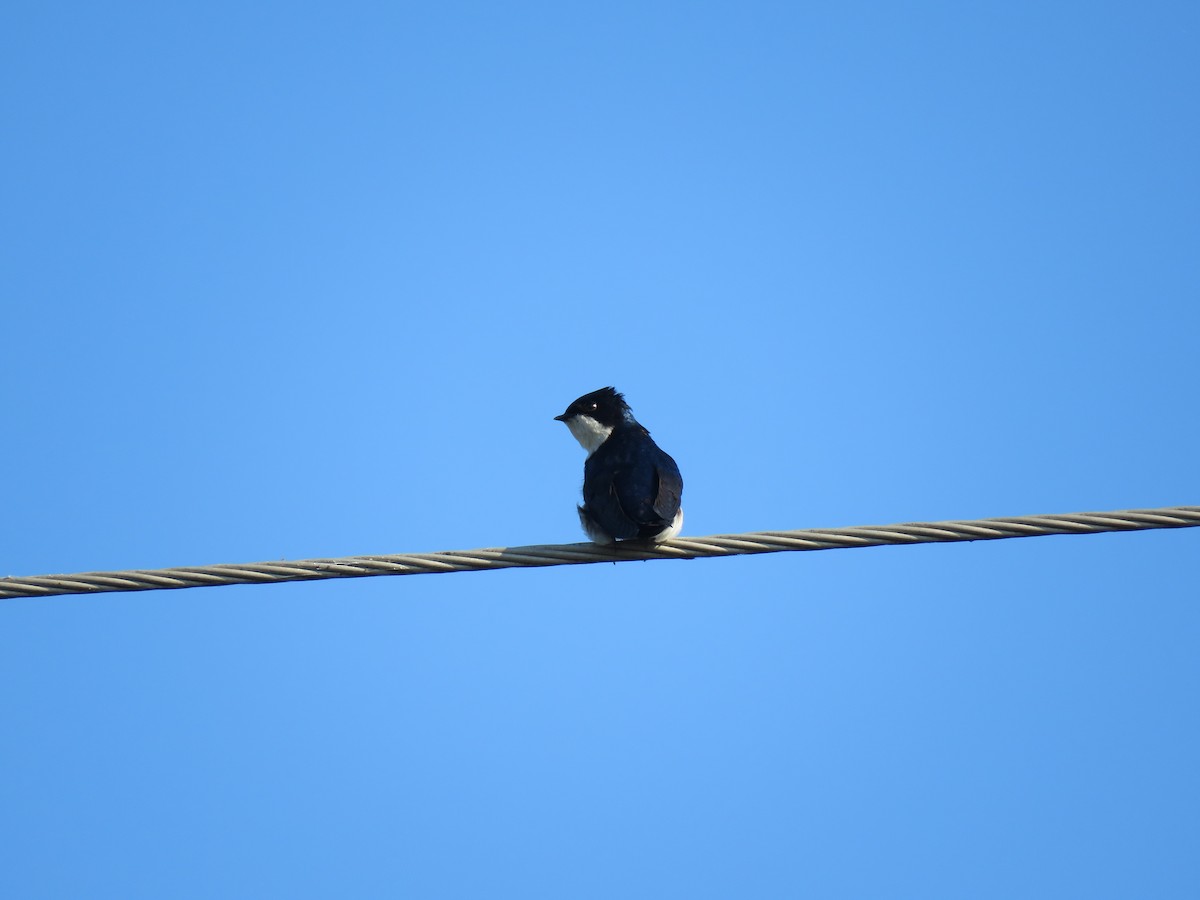 Blue-and-white Swallow - ML640383096
