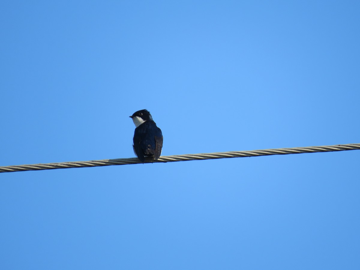 Blue-and-white Swallow - ML640383098