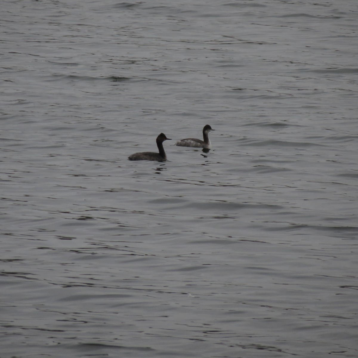 ハジロカイツブリ - ML640383108