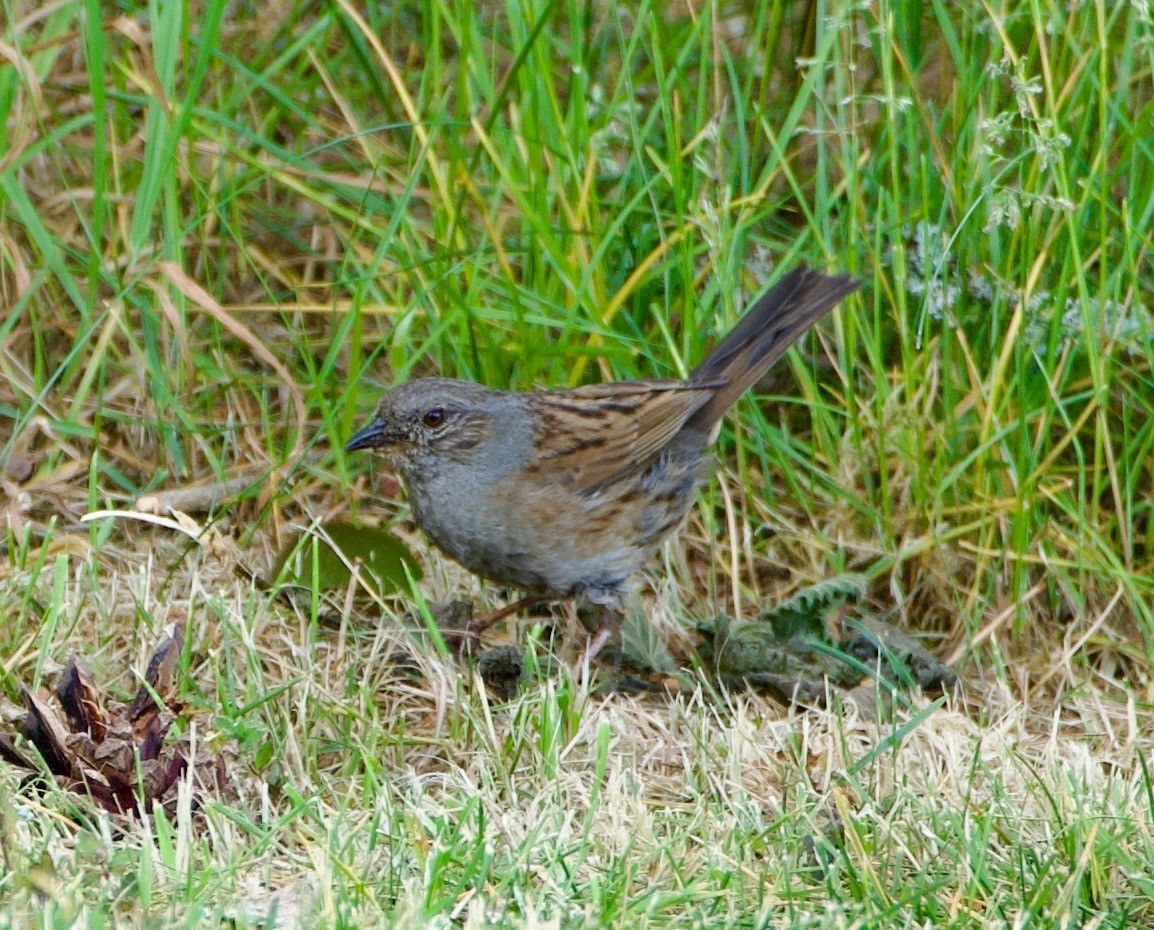 Dunnock - ML640383197
