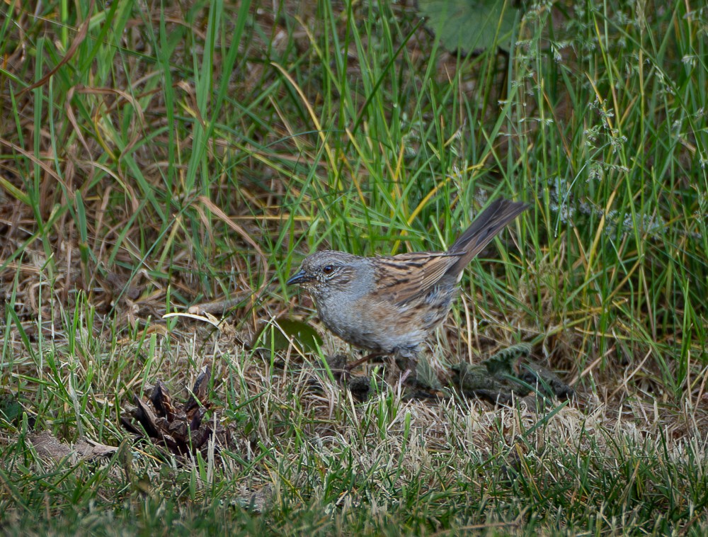 Dunnock - ML640383198