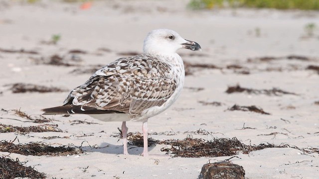 Great Black-backed Gull - ML640383247