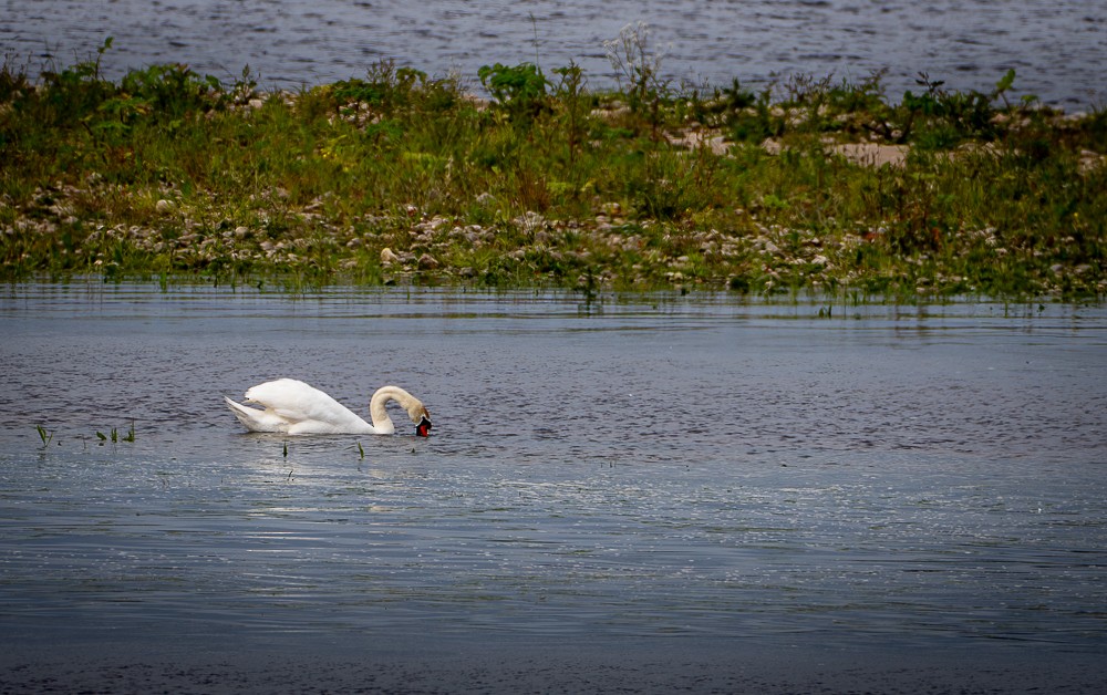Mute Swan - ML640383251