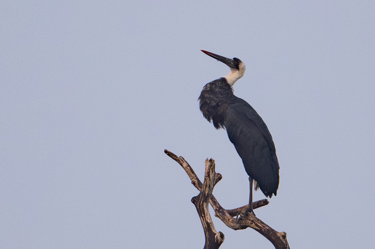 Cigogne à pattes noires - ML640383254