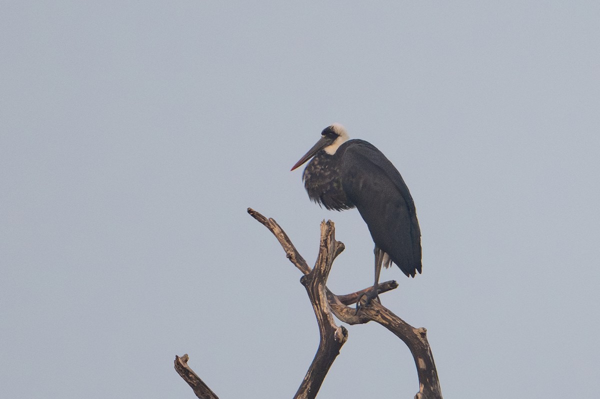 Cigogne à pattes noires - ML640383256