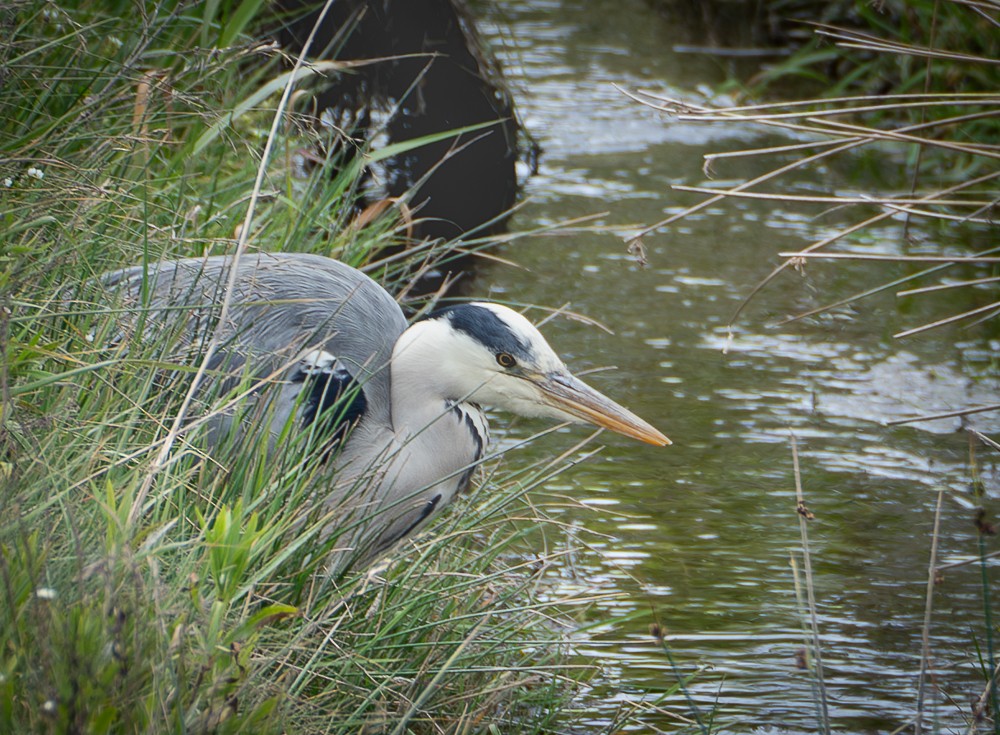 Gray Heron - ML640383273