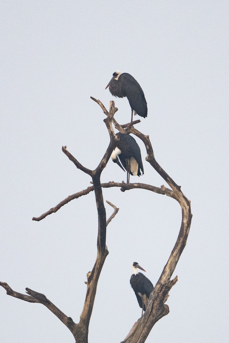 Cigogne à pattes noires - ML640383288