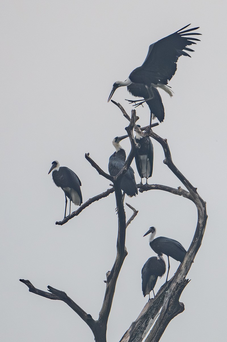 Cigogne à pattes noires - ML640383331