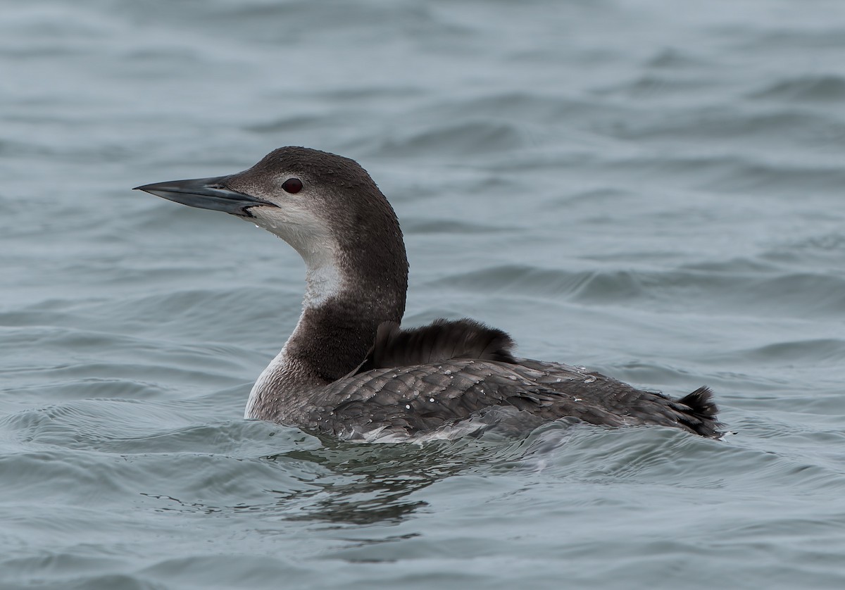 Common Loon - ML640383384
