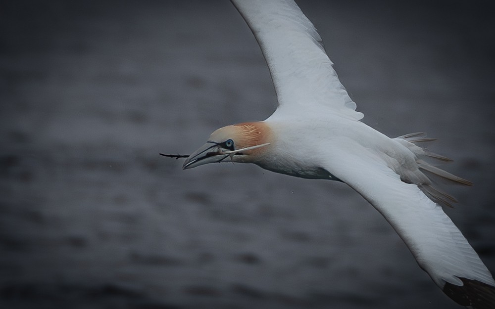 Northern Gannet - ML640383422