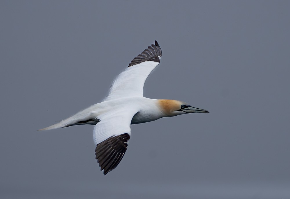 Northern Gannet - ML640383423