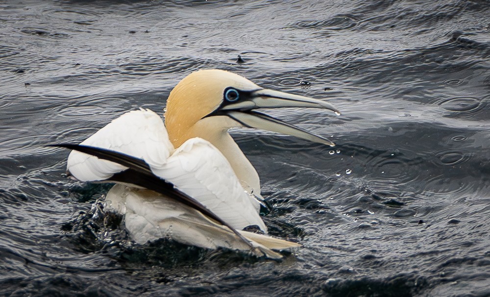 Northern Gannet - ML640383424