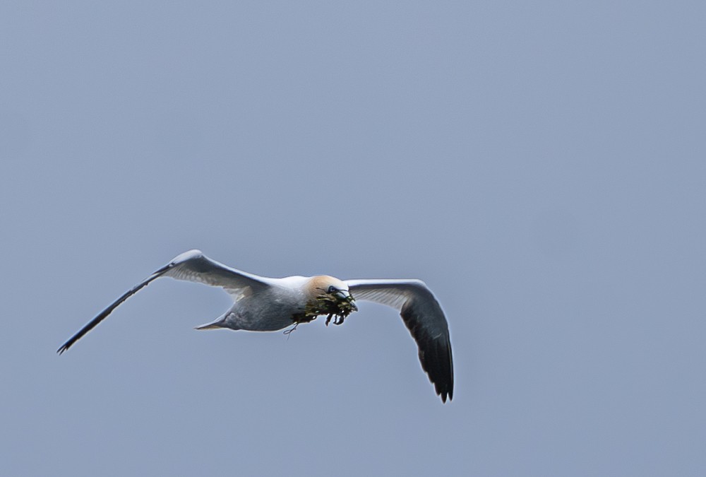 Northern Gannet - ML640383425