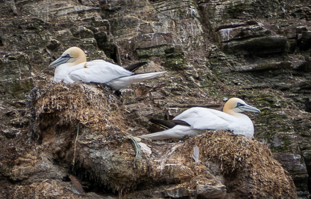 Northern Gannet - ML640383426