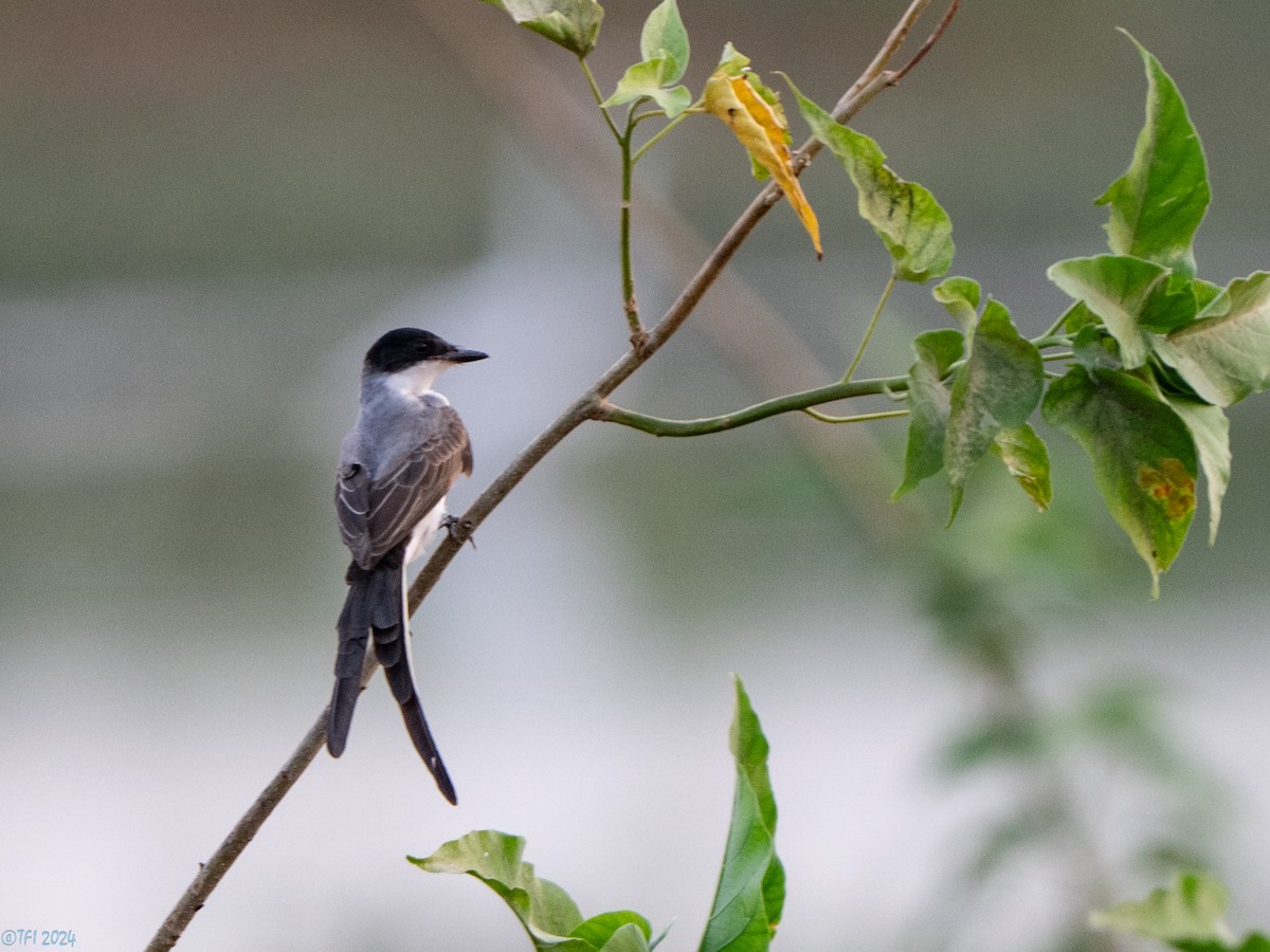 Fork-tailed Flycatcher - ML640383440