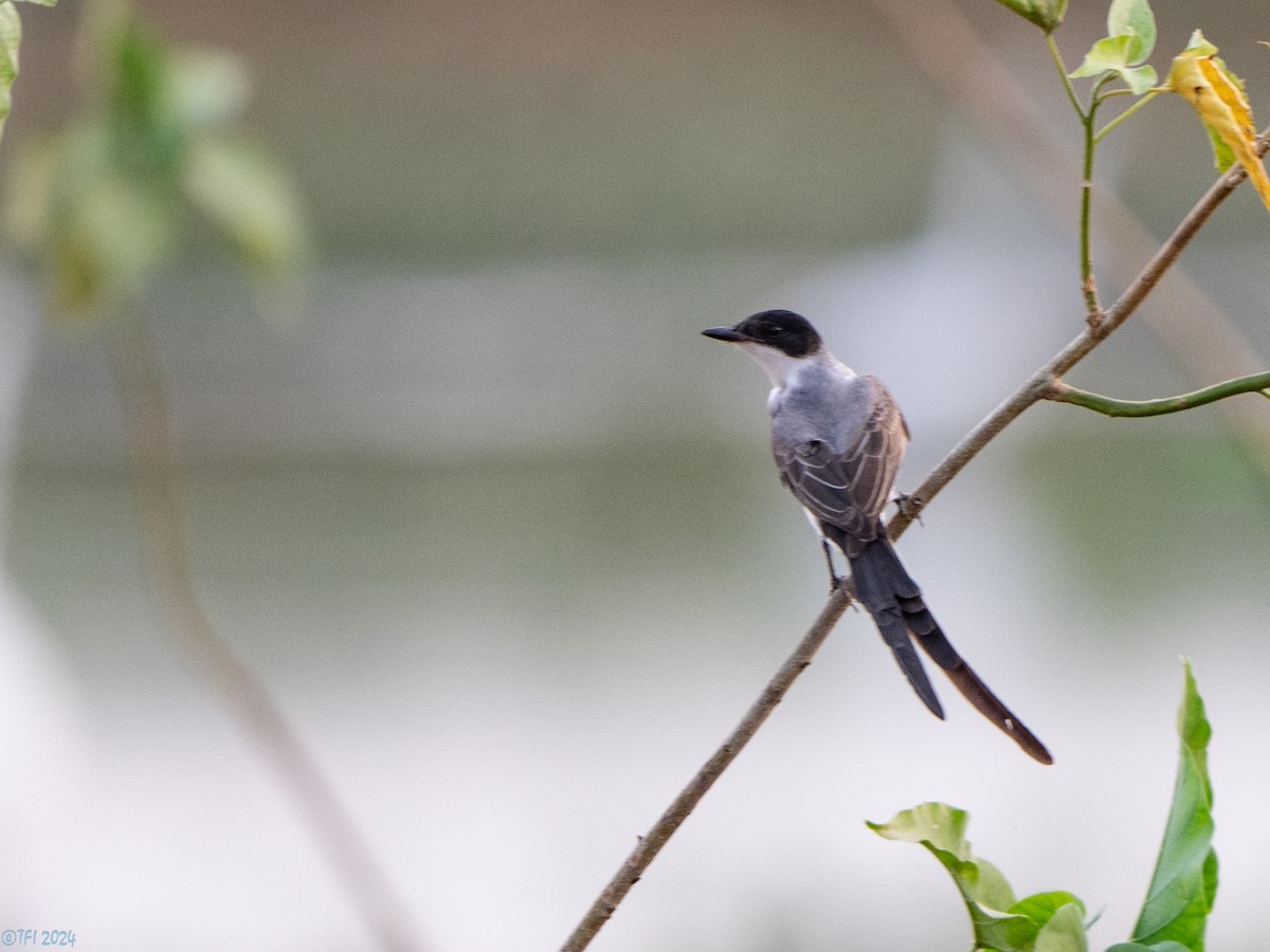 Fork-tailed Flycatcher - ML640383444