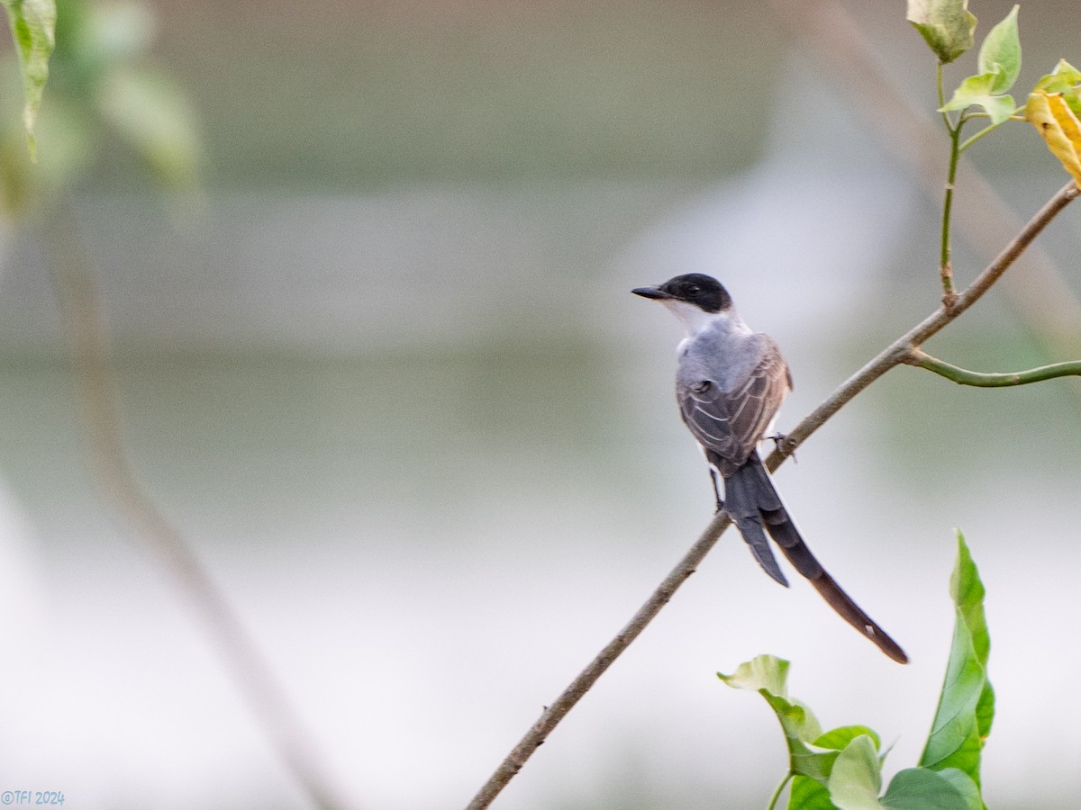 Fork-tailed Flycatcher - ML640383445