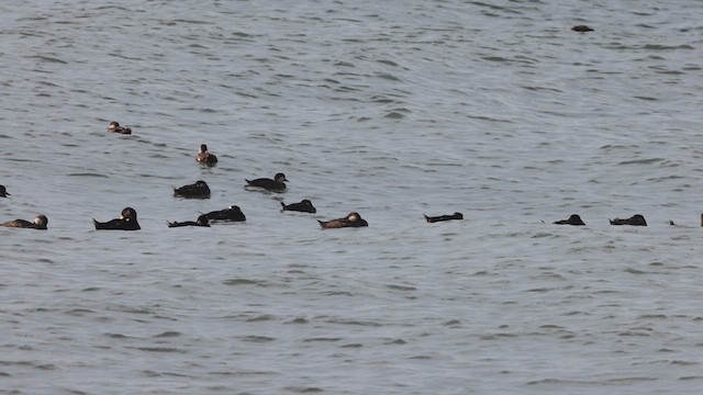 Black Scoter - ML640383460