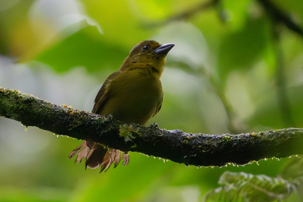 Carmiol's Tanager - ML640383477