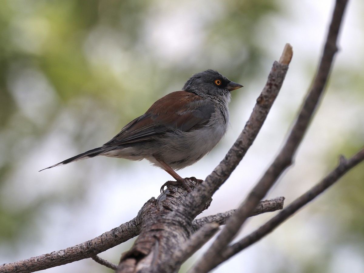 Yellow-eyed Junco - ML640383489