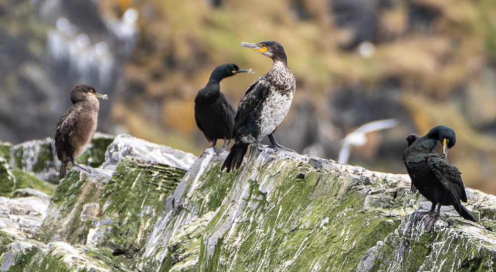 Great Cormorant - ML640383495